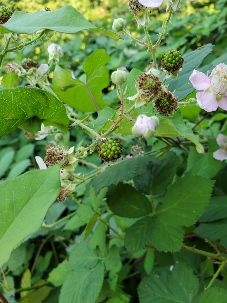 Photo showing the different stages of flowing and fruit growth of the Blackberry plant